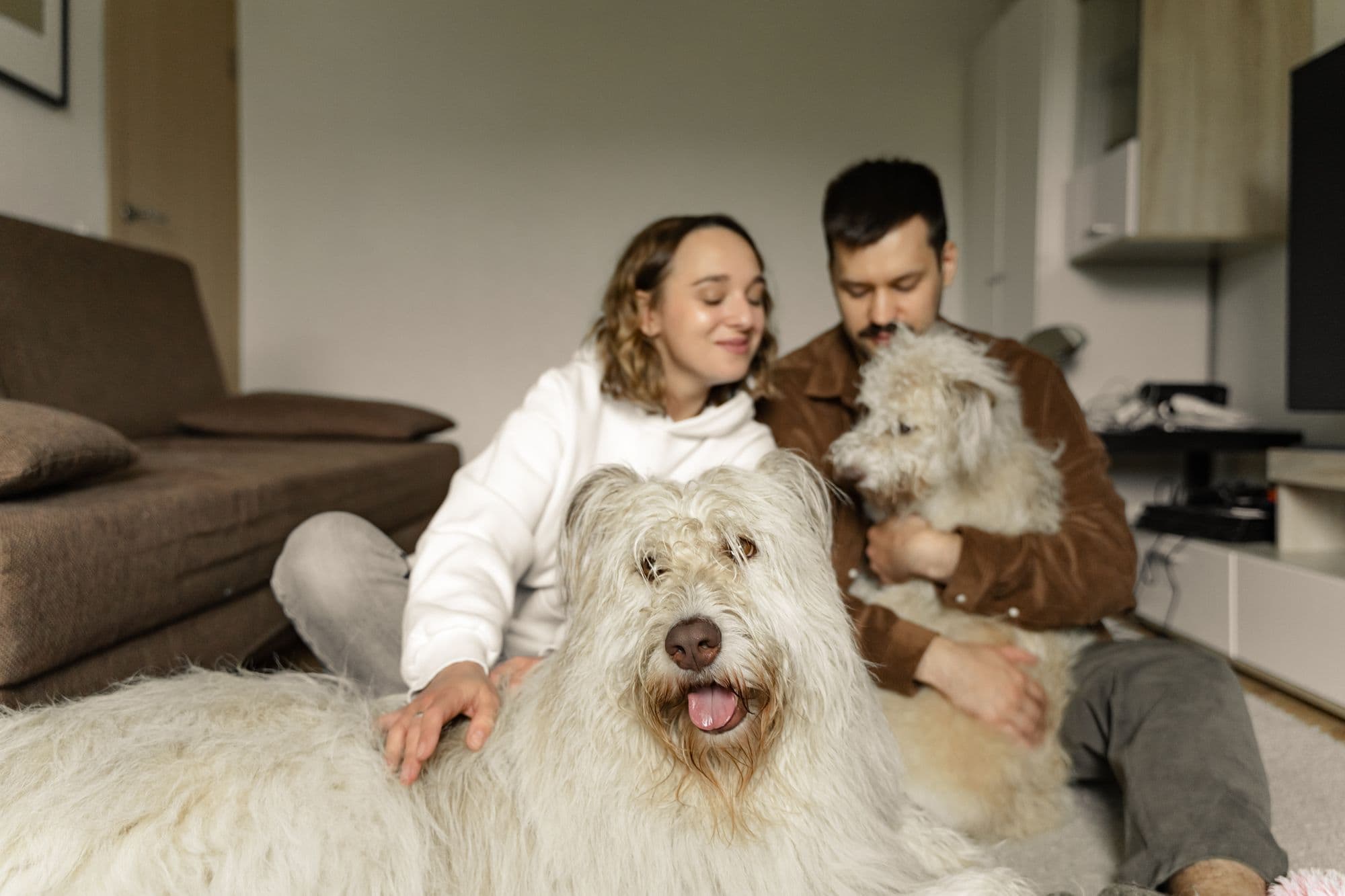 A couple sitting at home with their two sheepdogs
